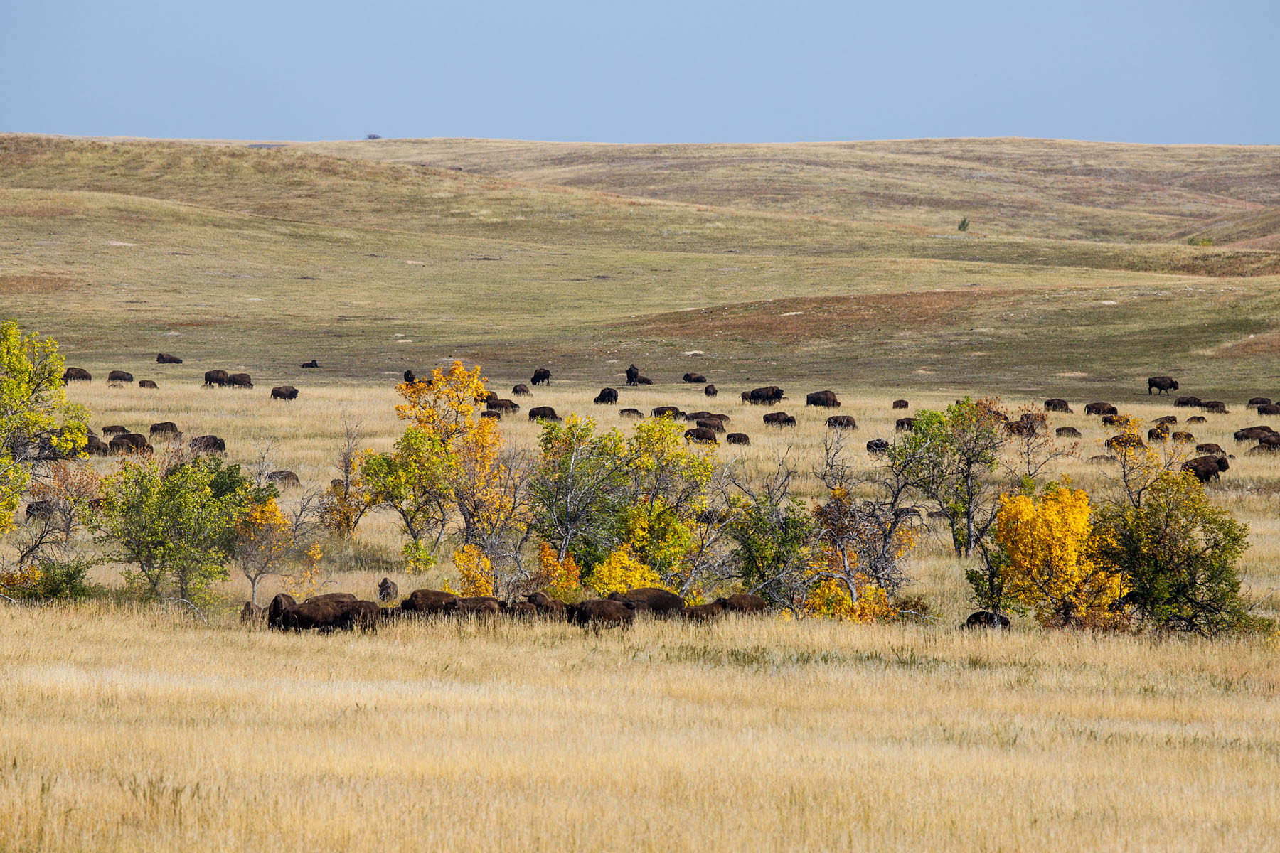 View of the bison herd from the new Bison Center, Custer State Park, the day after the annual roundup.  Click for next photo.