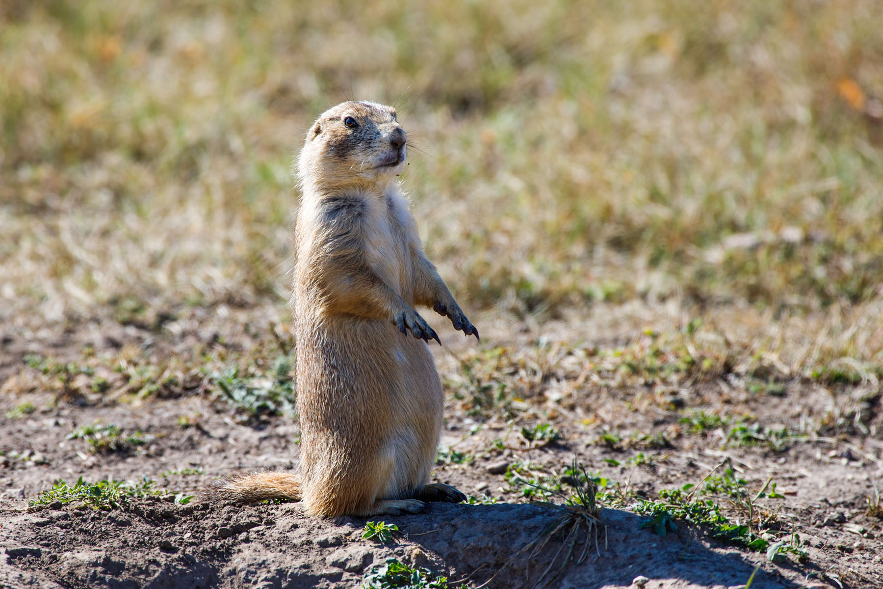 Prairie dog, Wind Cave National Park.  Click for next photo.
