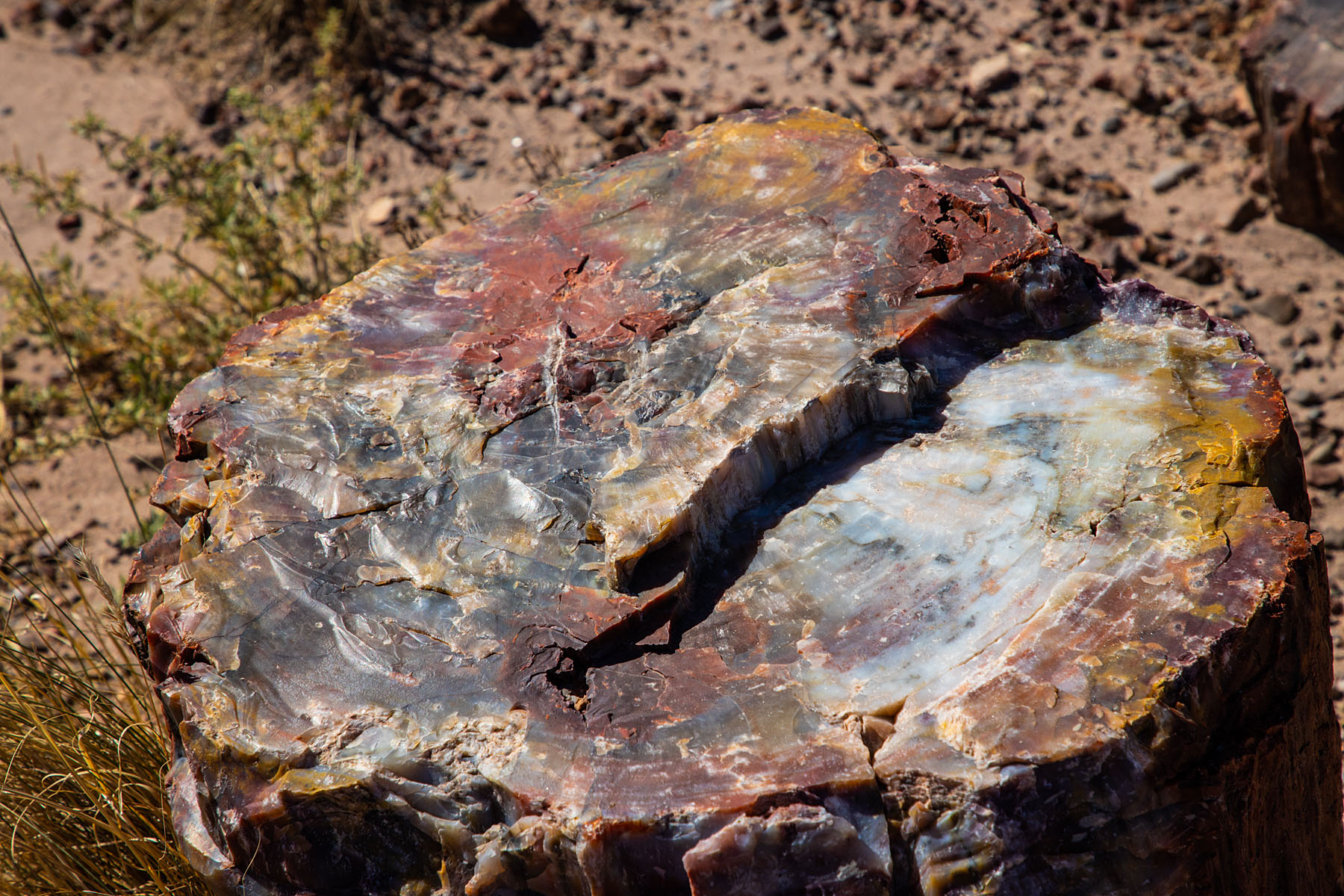 Petrified Forest National Park.  Click for next photo.
