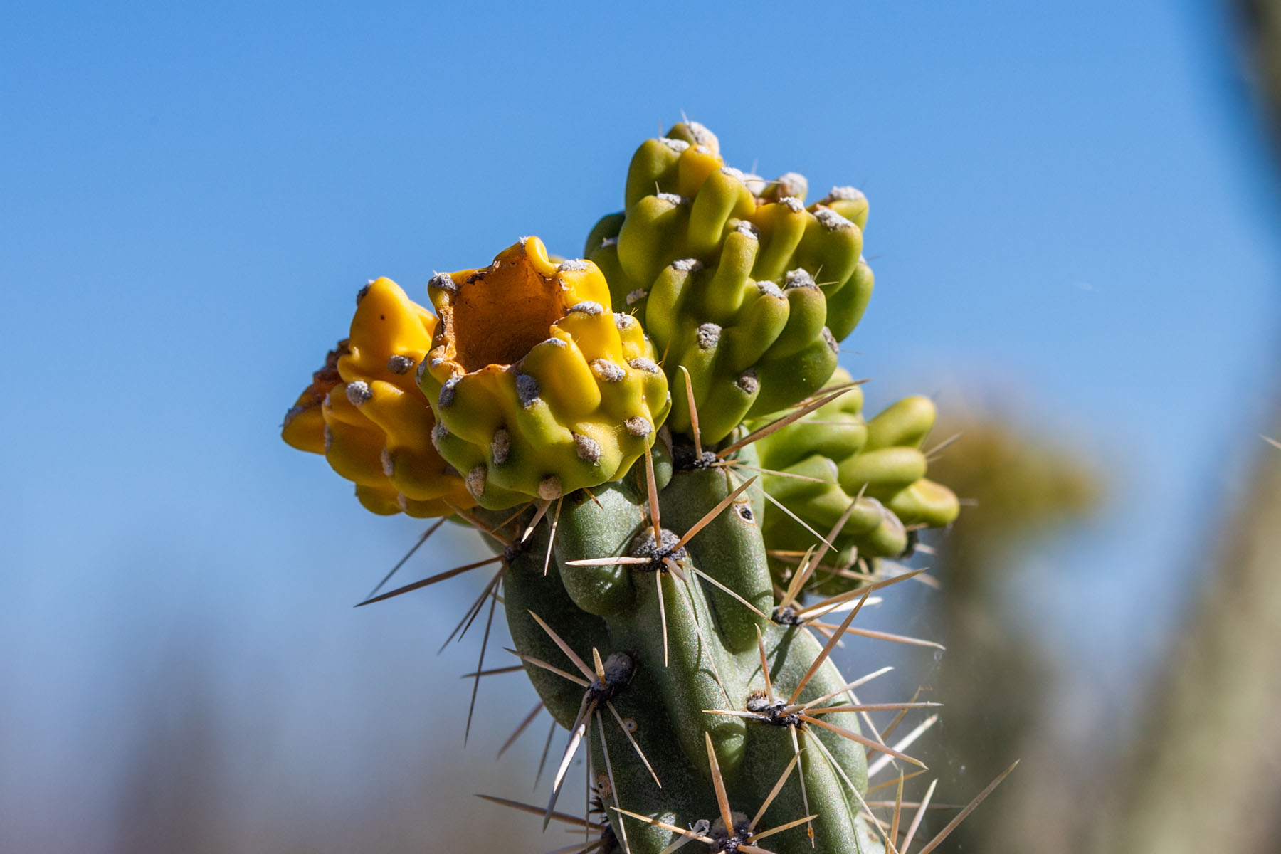 Bosque del Apache NWR.  Click for next photo.