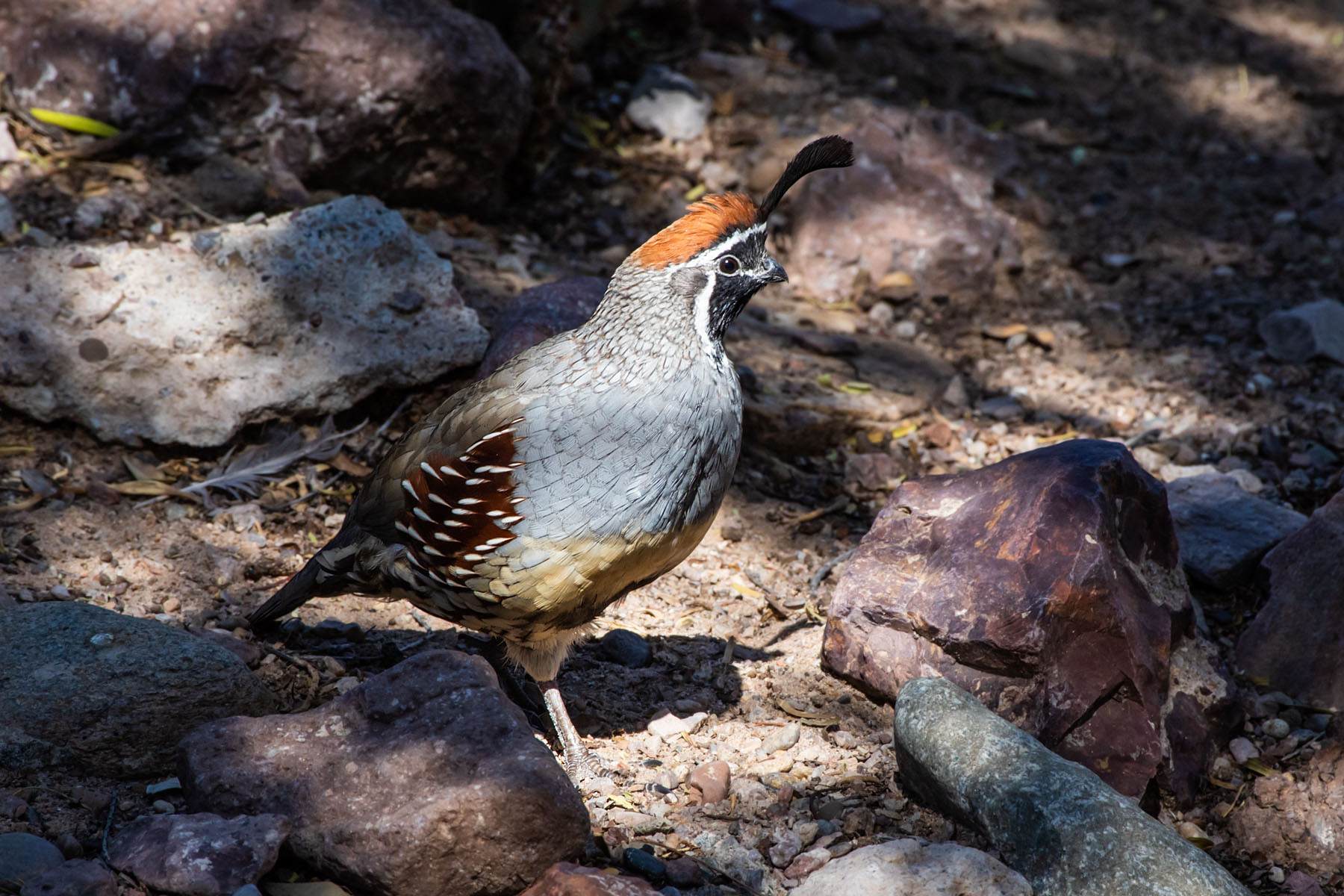 Quail, Bosque del Apache NWR.  Click for next photo.