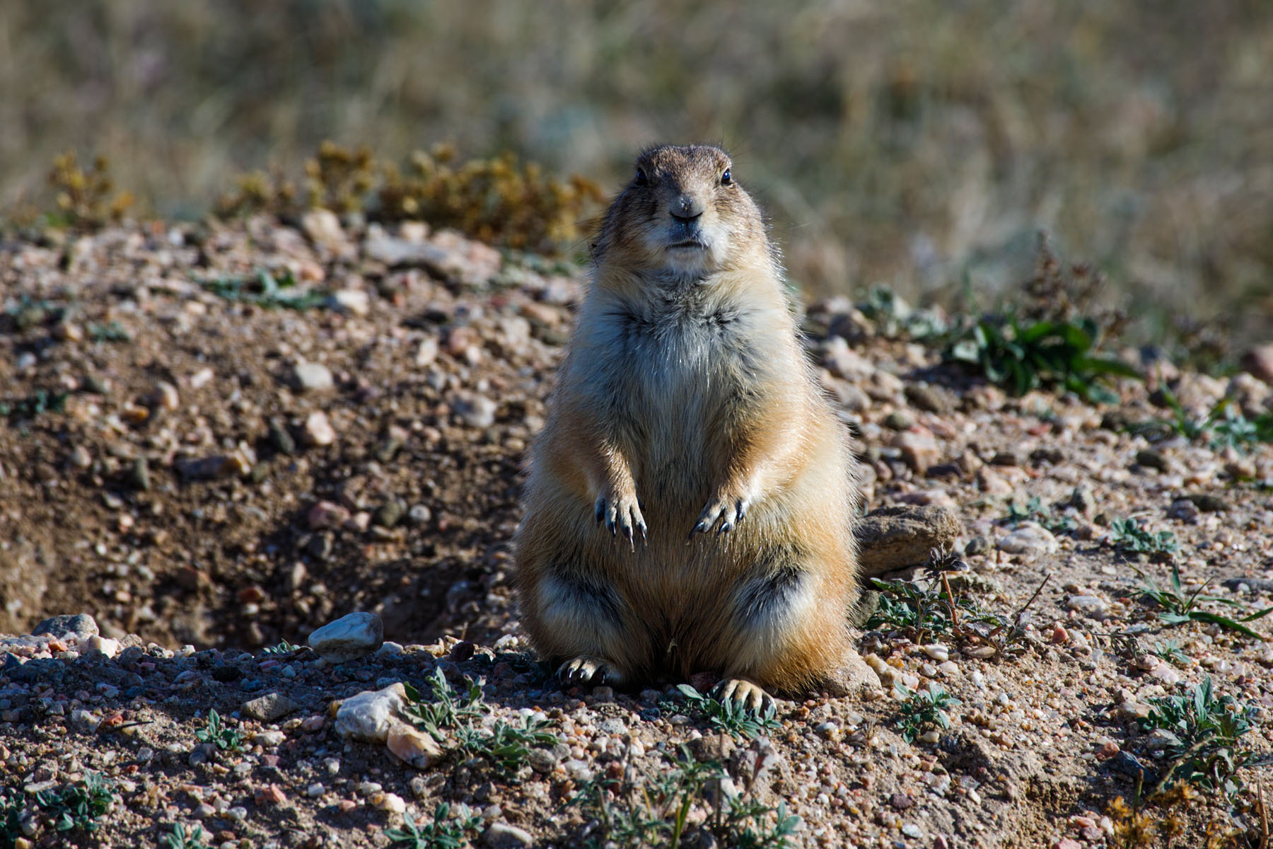 Fat prairie dog ready for winter, Wind Cave National Park.  Click for next photo.