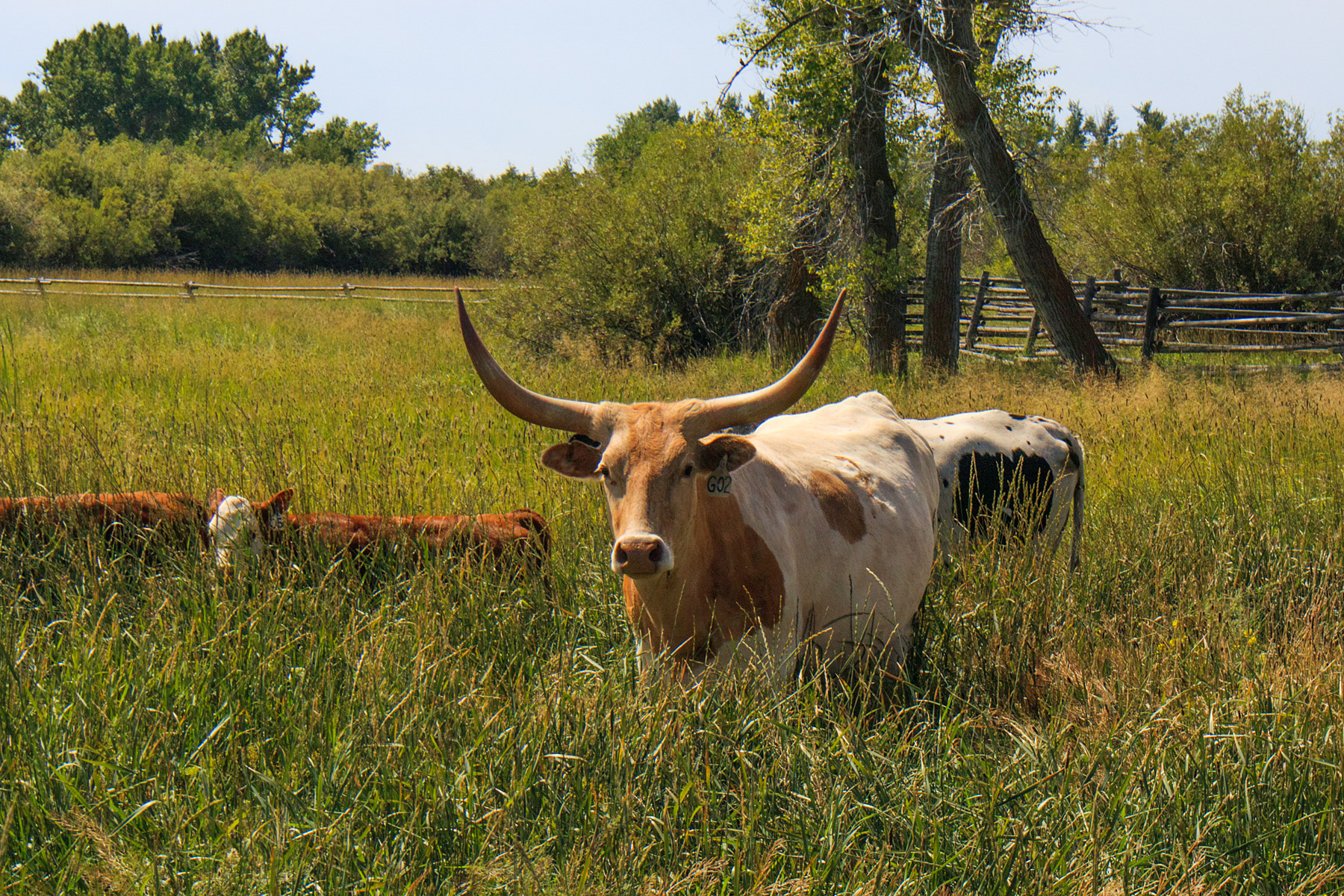 Longhorn, Grant-Kohrs Ranch, Deer Lodge, MT.  Click for next photo.