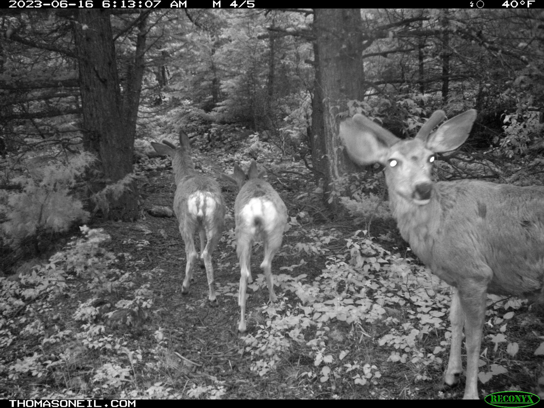 Deer on trailcam in national forest.  Click for next photo.