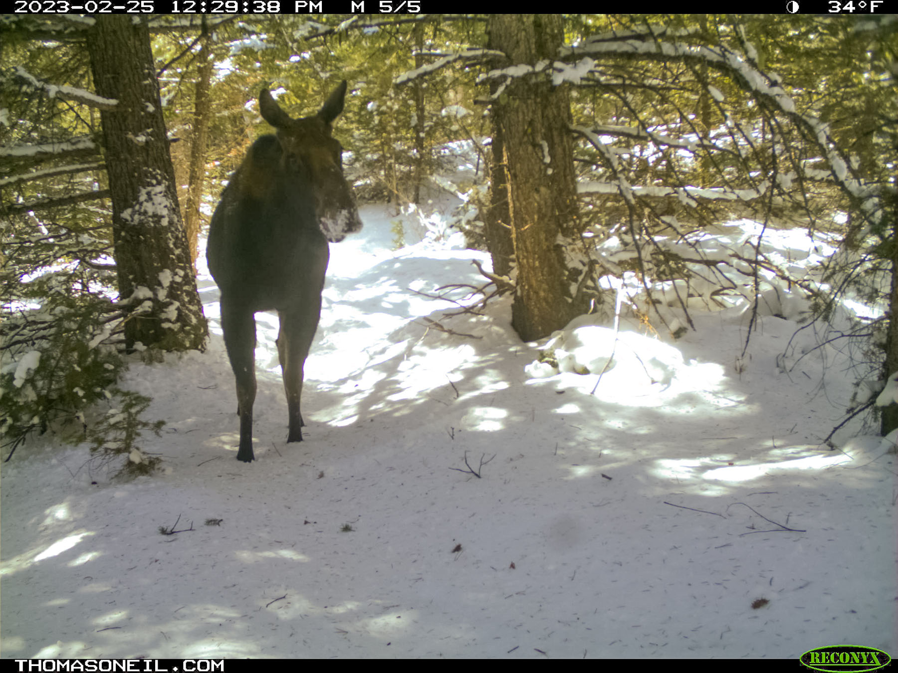Moose in the national forest.  Click for next photo.