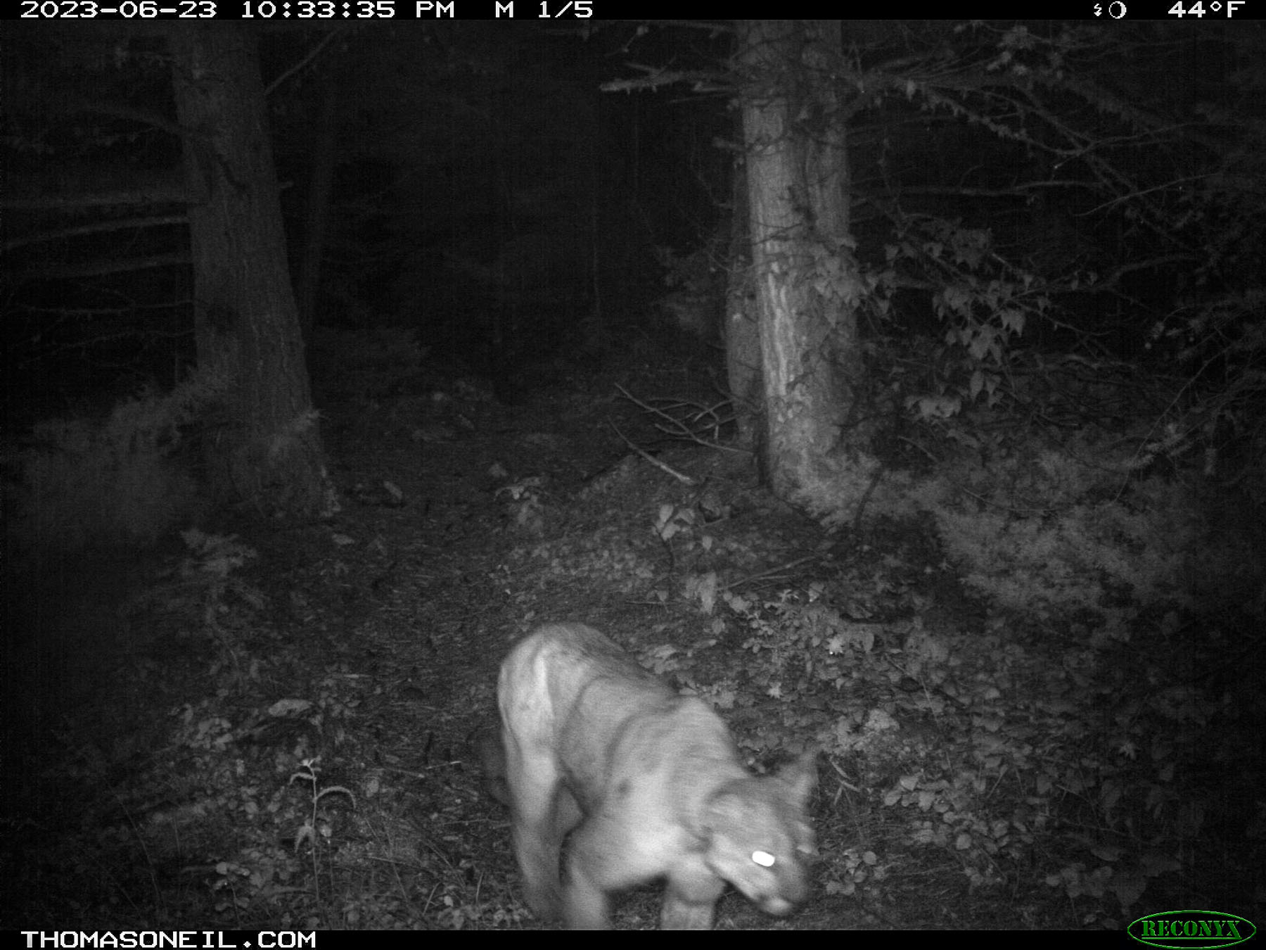 Mountain lion in Custer Gallatin National Forest south of Red Lodge, MT.  Click for next photo.