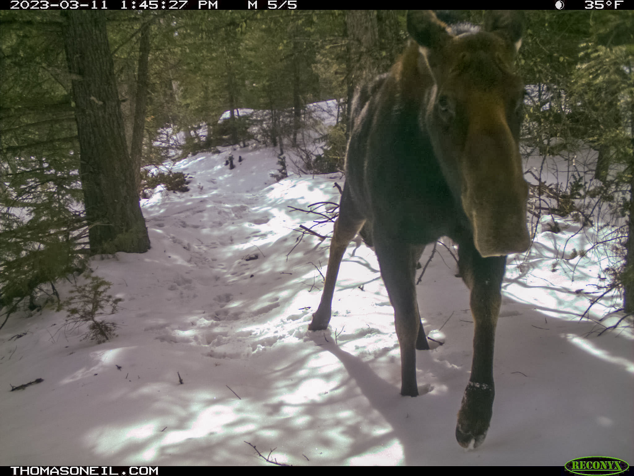 Moose in the national forest.  Click for next photo.
