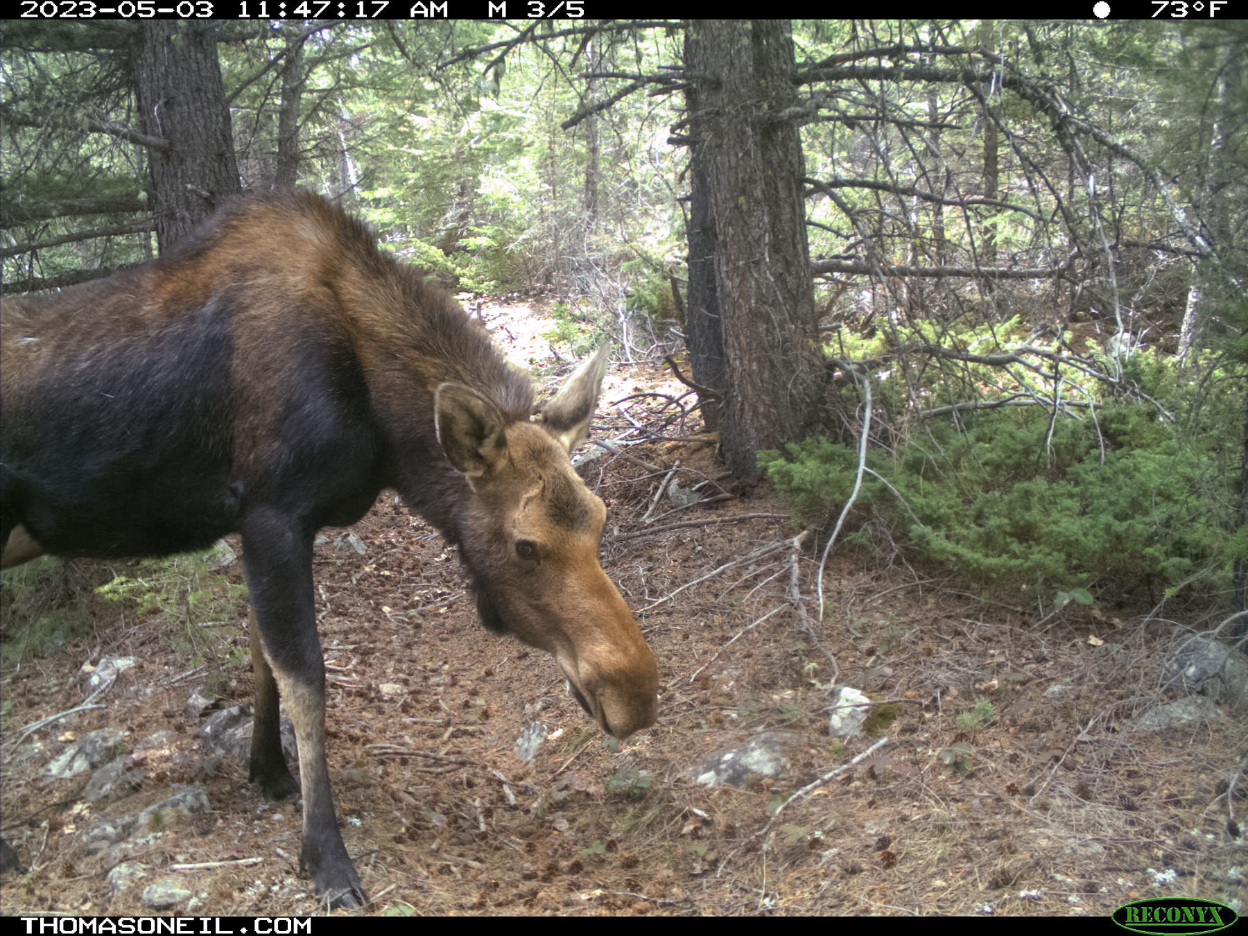 Moose in nearby national forest.  Click for next photo.