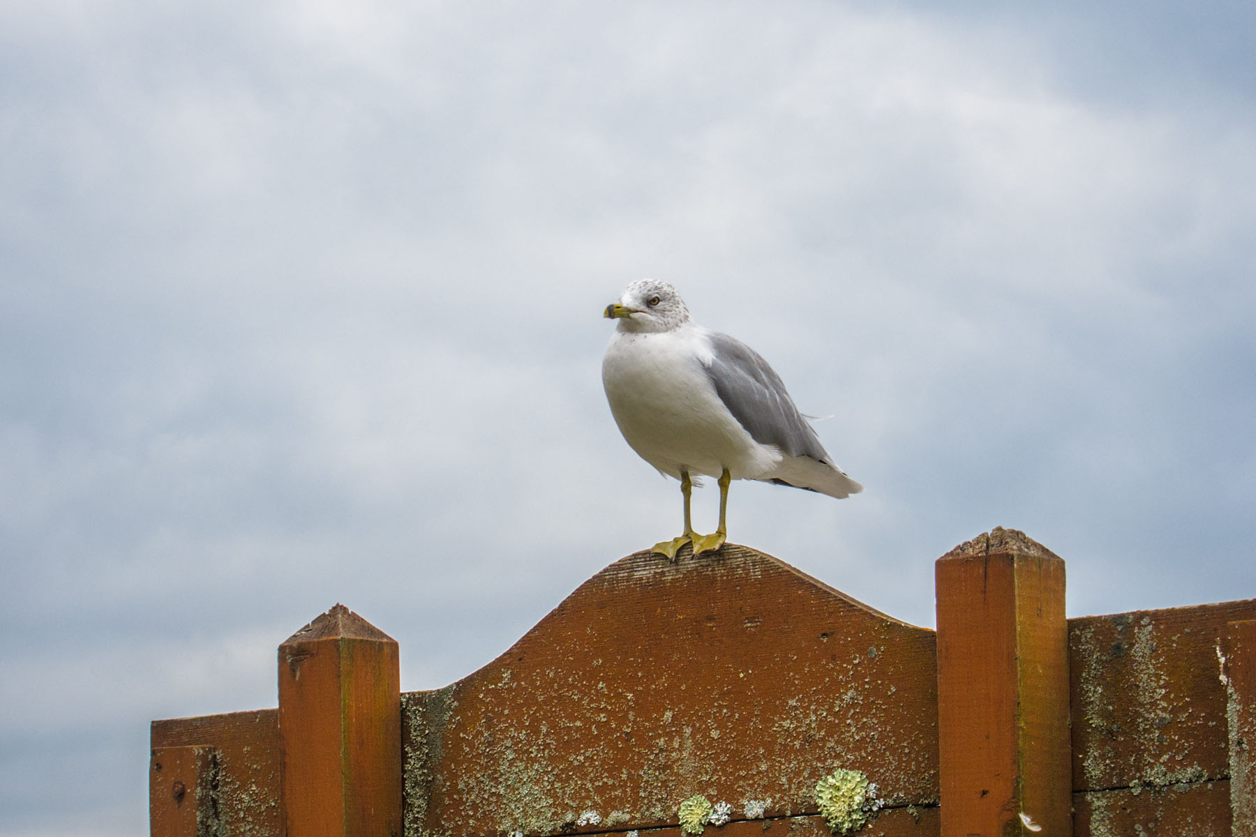 Gull, British Landing, Mackinac Island, Michigan.  Click for next photo.