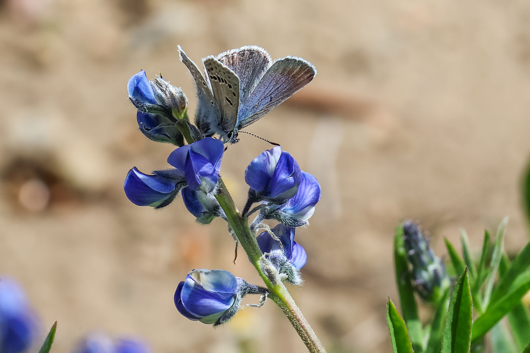 Little butterfly on flowers at Vista Point, Beartooth Highway, Montana.  Click for next photo.