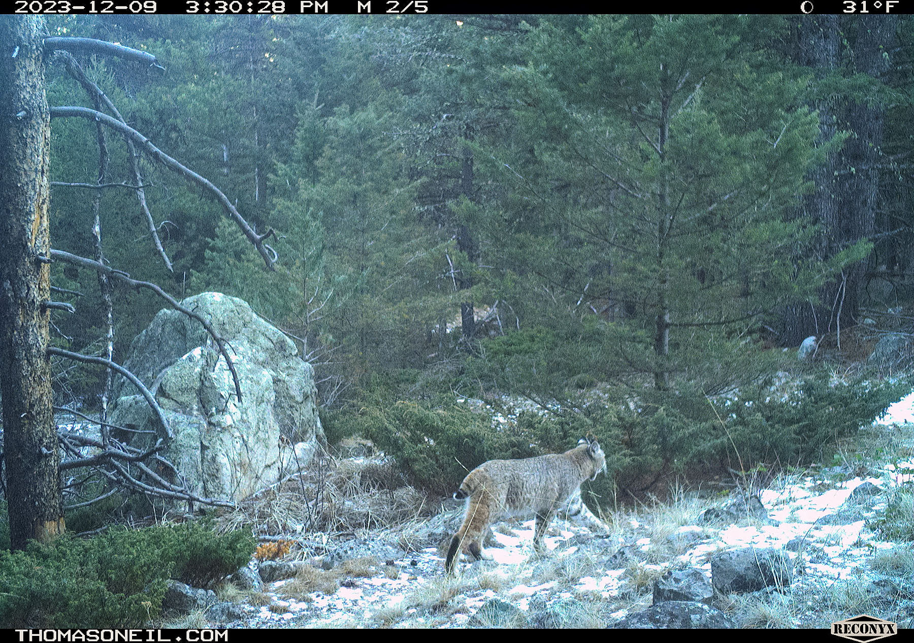 Bobcat in Custer Gallatin National Forest south of Red Lodge, MT.  Click for next photo.