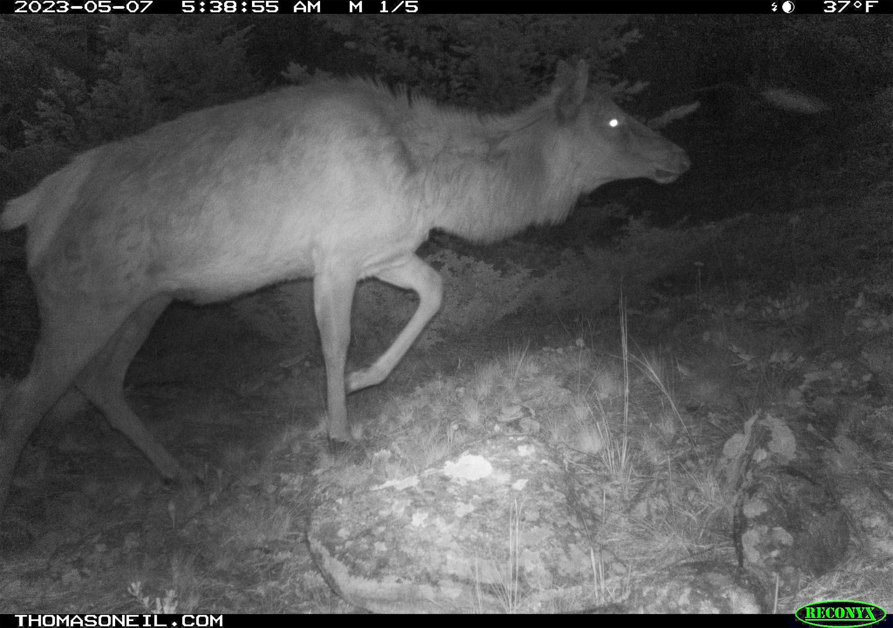 Elk in nearby national forest.  Click for next photo.