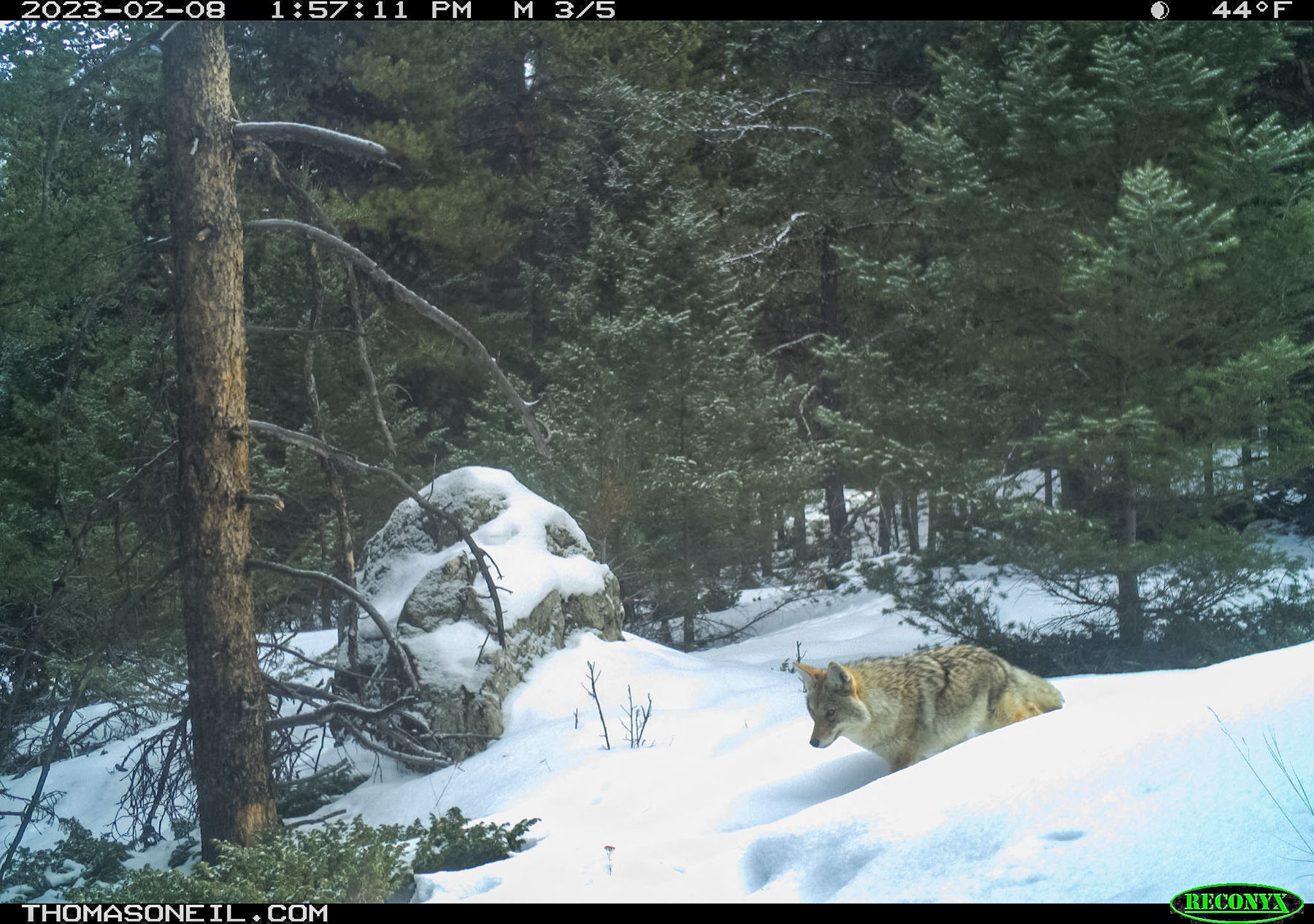 Coyote in the national forest.  Click for next photo.