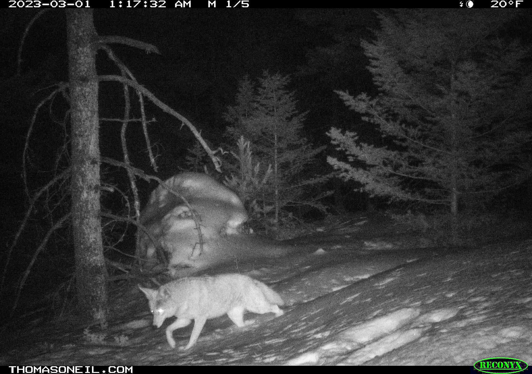 Coyote in the national forest.  Click for next photo.