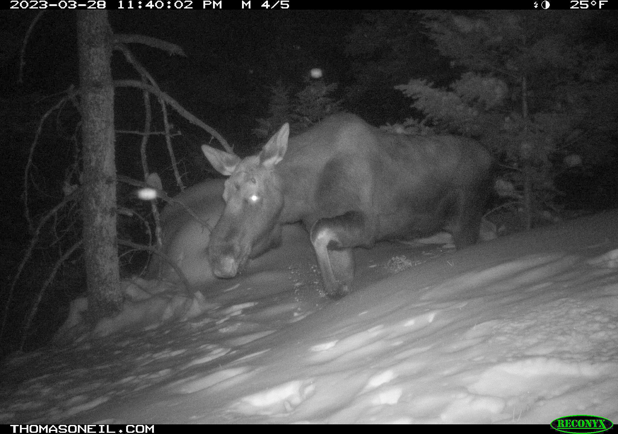 Moose in nearby national forest.  Click for next photo.