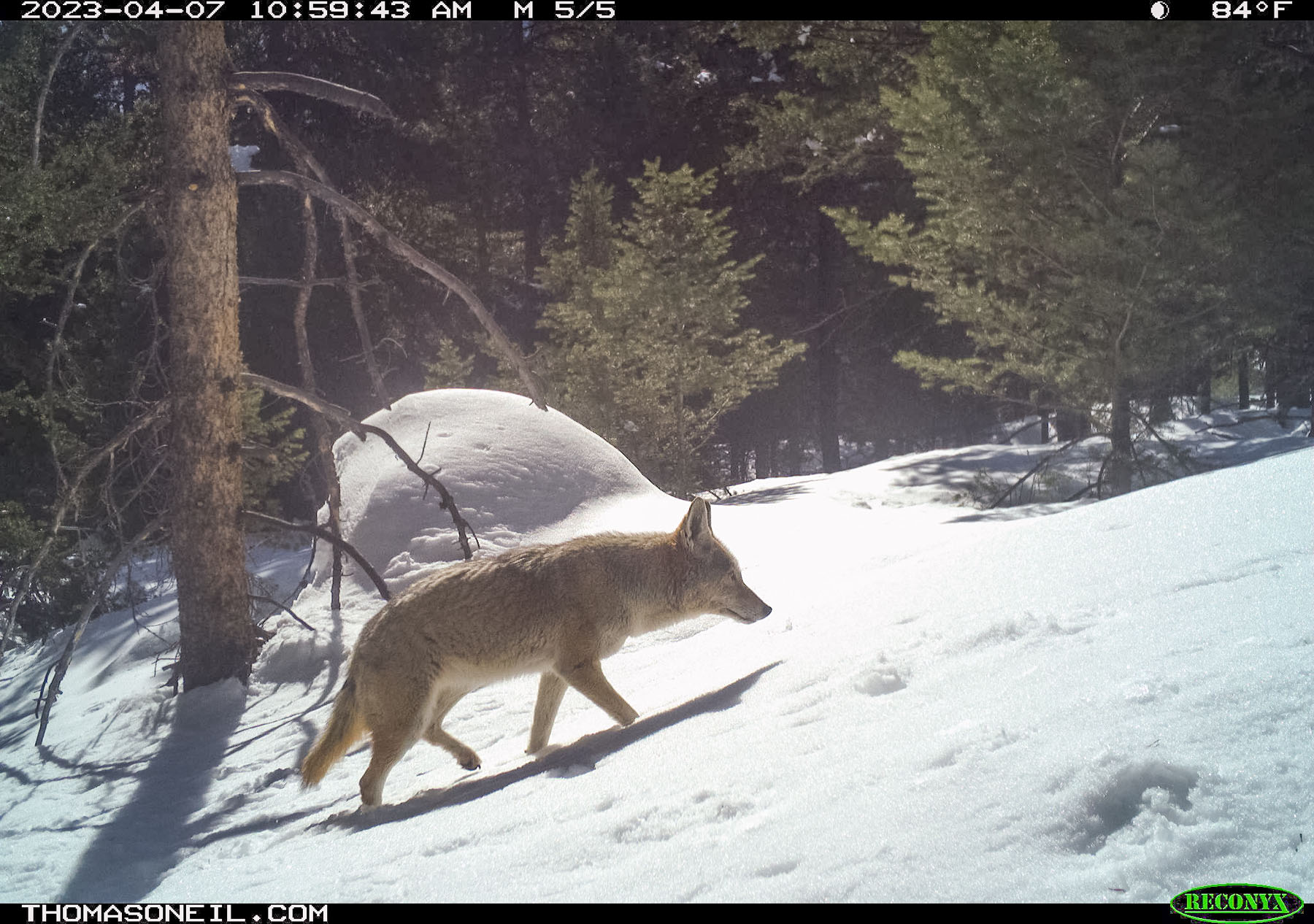 Coyote in nearby national forest.  Click for next photo.