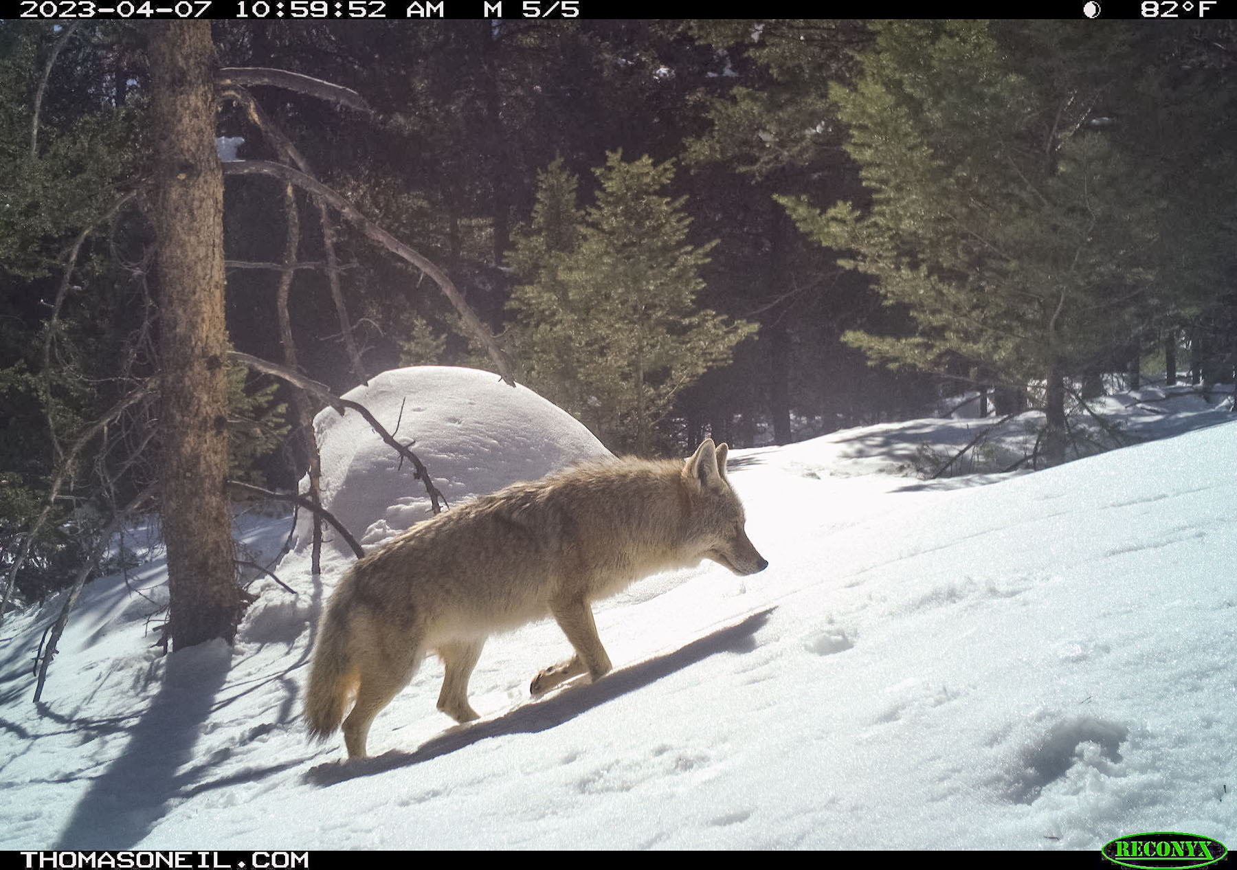 Coyote in nearby national forest.  Yes, different coyote than previous image, a little bigger.  Click for next photo.