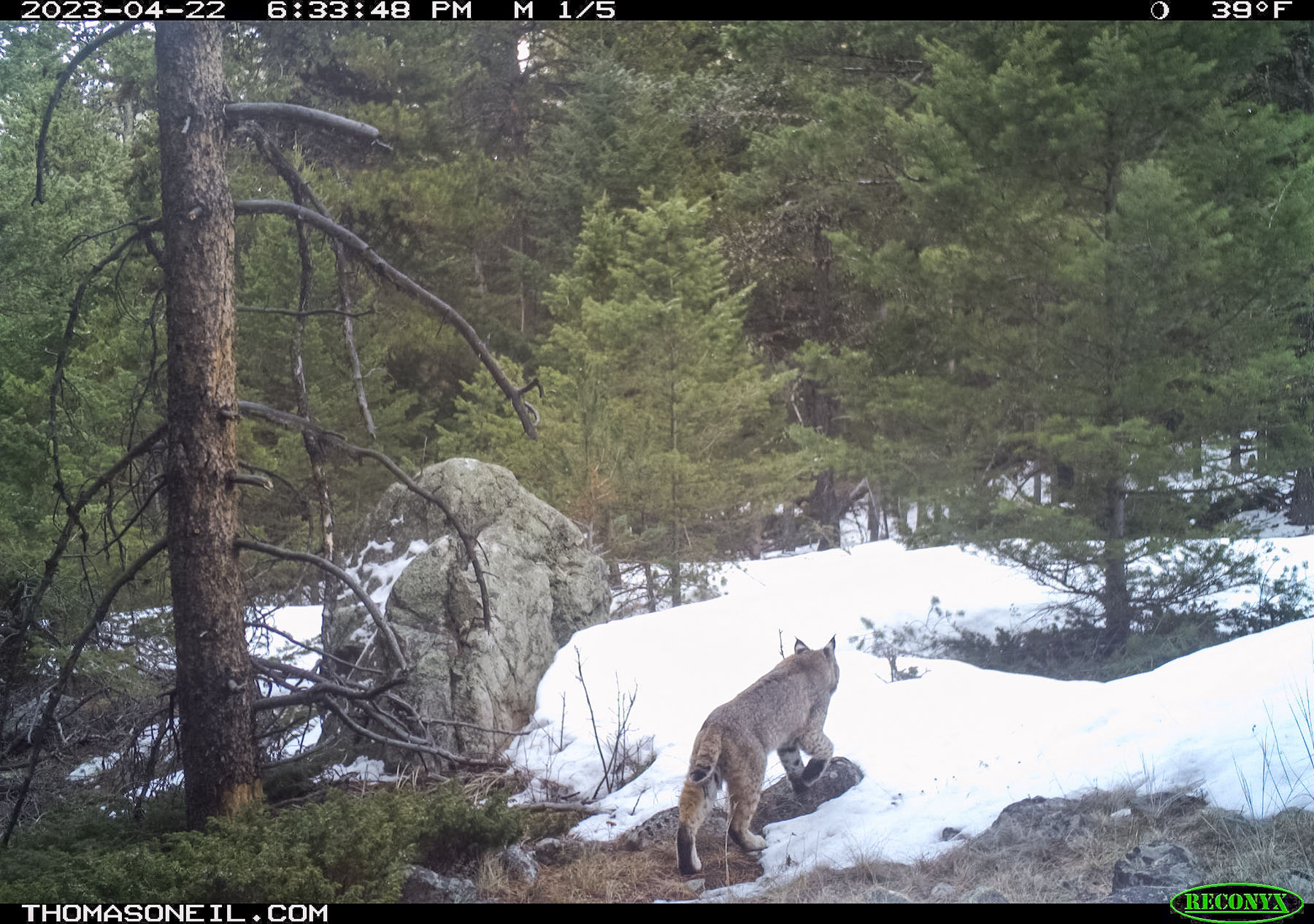 Ive gotten bad images of bobcats before but havent posted one here before.  Click for next photo.