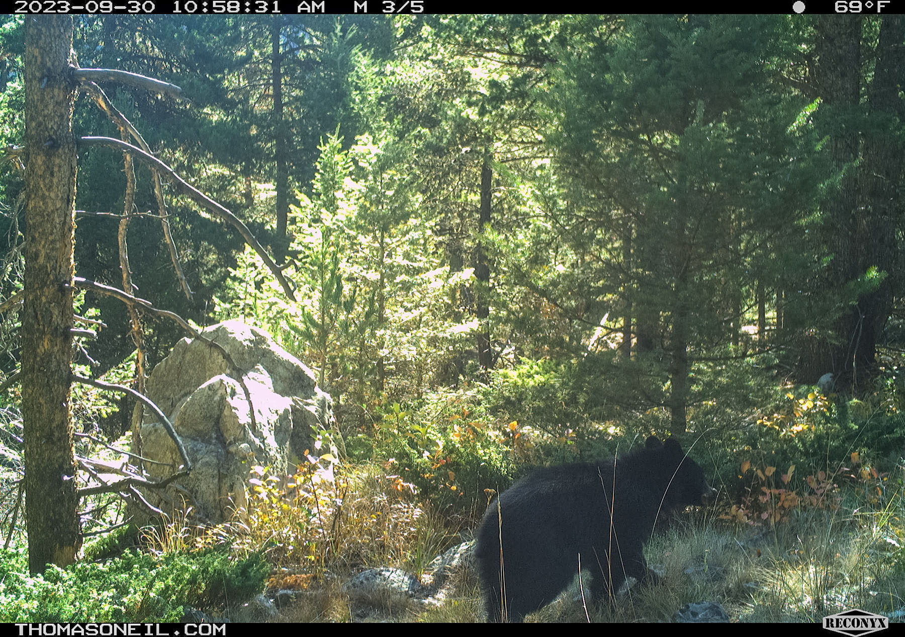 Black bear cub, Custer Gallatin National Forest, near Red Lodge, MT.  Click for next photo.
