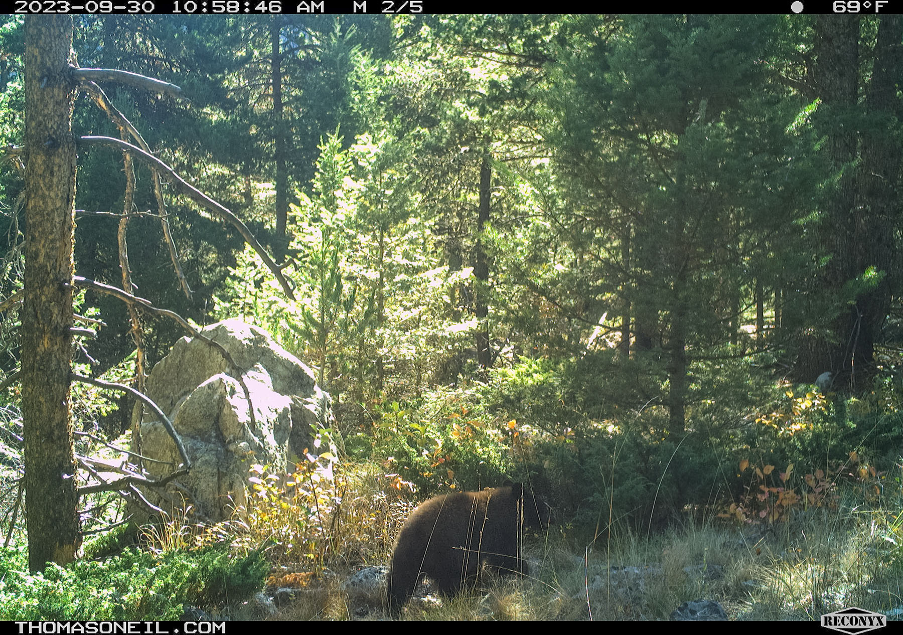 Cinnamon-colored black bear cub, Custer Gallatin National Forest, near Red Lodge, MT.  Click for next photo.
