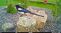 Magpie in the back yard.