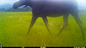 Moose in the neighborhood, too tall for the trailcam, Red Lodge, MT.