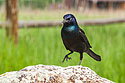 Grackle in the back yard.