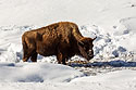 Bison, Yellowstone.