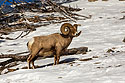 Bighorn sheep, Lamar Valley, Yellowstone.