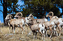 Part of a herd of 44 bighorns, Custer State Park.