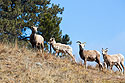 Bighorn lamb surrounded by ewes, Custer State Park.