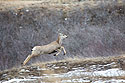 Deer, Badlands National Park.