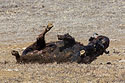 Bison taking a dust bath, Badlands National Park.