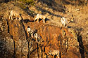 Bighorns on the rocks above Custer State Park Visitor Center.