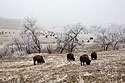 Bison on a frosty morning, Custer State Park.