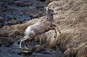 Bighorn lamb jumping a creek, Custer State Park.