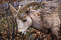 Bighorn ram foraging next to the Custer State Park Visitor Center parking lot.