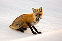 Fox in back yard eating a vole.