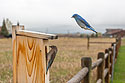 Bluebirds in my yard,.  Remote trigger.
