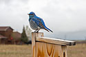 Bluebird in my yard,.  Remote trigger.