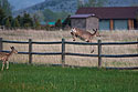 Larger deer goes up and over.