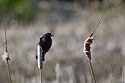 Blackbird, Clark�s Fork Waterfowl Production Area near Bridger, MT.