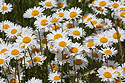 Daisies along the highway.