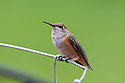 Hummingbird in back yard.