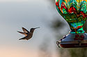 Hummingbird in low light.