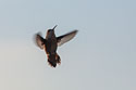 Hummingbird in low light.
