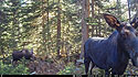 Moose in Custer National Forest, Montana.