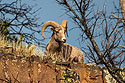 Bighorn on the rocks above Custer State Park Visitor Center.