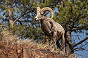 Bighorn on the rocks above Custer State Park Visitor Center.