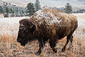 Bison covered with frost after brushing against tree, Wind Cave National Park.